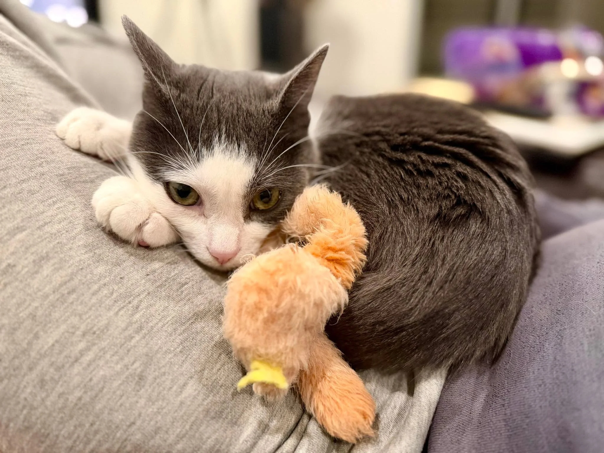 If your lap is missing a tiny cat who is filled with infinite love, please contact us immediately! Adoption counselors are standing by to assist. Angry Bird (named for the game not his disposition!) is looking for her forever family, visit www.thedan