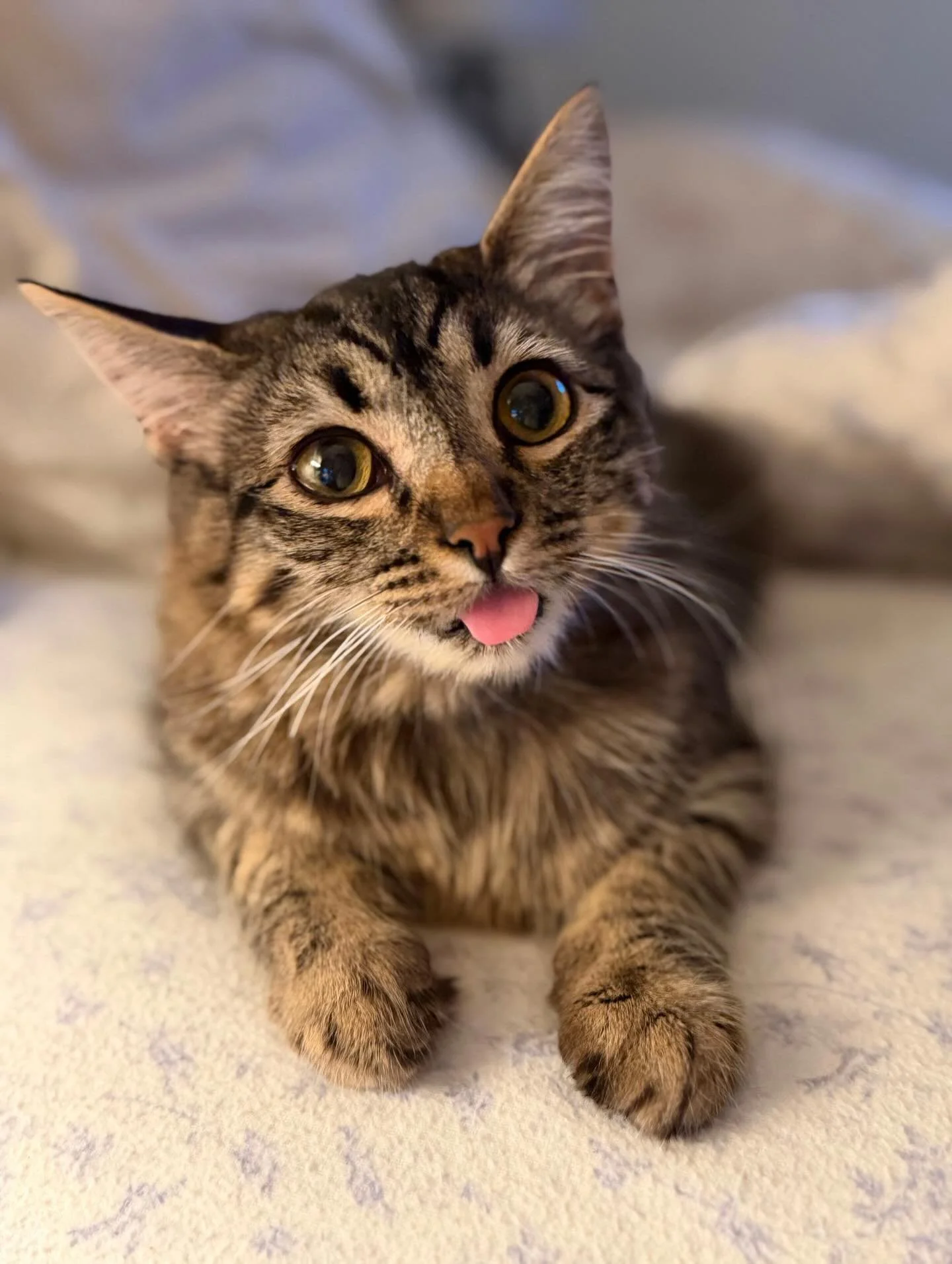 However you cope with the Sunday Scaries is valid. Maybe you meditate, binge watch, or meal prep. Maybe you&rsquo;re like Hilly and touch grass from the comfort of your couch 🍃 Judgment free zone here! Swipe to see the cuteness triple, Hilly is avai