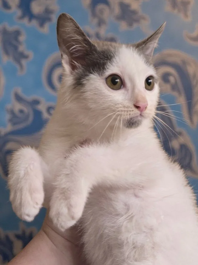 Real talk: is Jasper Boo doing the Macarena or Thriller dance? Or a mysterious third option? Jasper Boo is available for adoption, bring the boogie on home 🎶