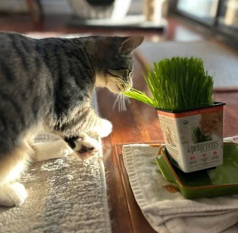 🌱 Do your cats like grass? 🌱 

If you have never tried offering your indoor besties a little fresh wheatgrass, try it! You can easily grow it or you can grab some at your local supermarket or pet store. This may be a refreshing snack or just a nice
