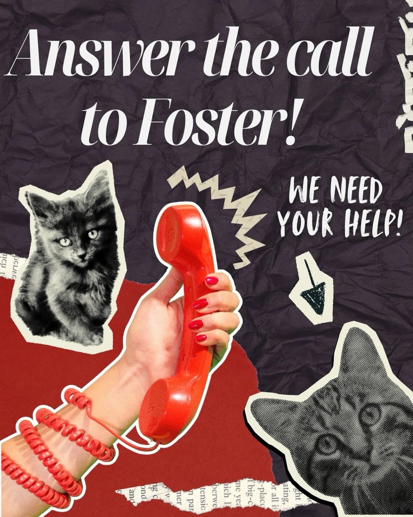 New year, new mew? Make 2026 the year you decide to start fostering! These incredibly difficult economic conditions are forcing more and more beloved pets to be surrendered to shelters when families face the most unimaginable hardships. Combined with