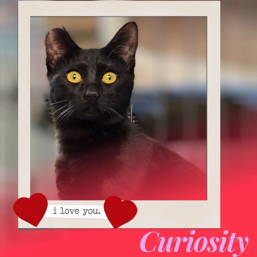 Introducing Curiosity to all of our friends! We are headed towards Valentine's Day and want to start spreading the love. This beauty is looking for her special person, could it be you? 

She loves:

🩷 Gentle pets and loving attention

🩷 Playing wit