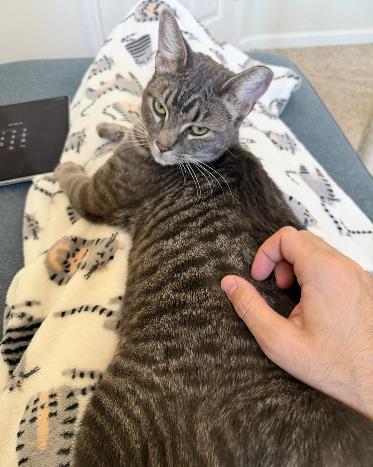 Morrissey demands to know why you have stopped petting him!

Morrissey, a.k.a. Mr. Momo, is a charming, affectionate lap cat who adores snuggles and physical affection of all kinds. He has yet to meet a lap he didn't like! If you love a hunky tabby g