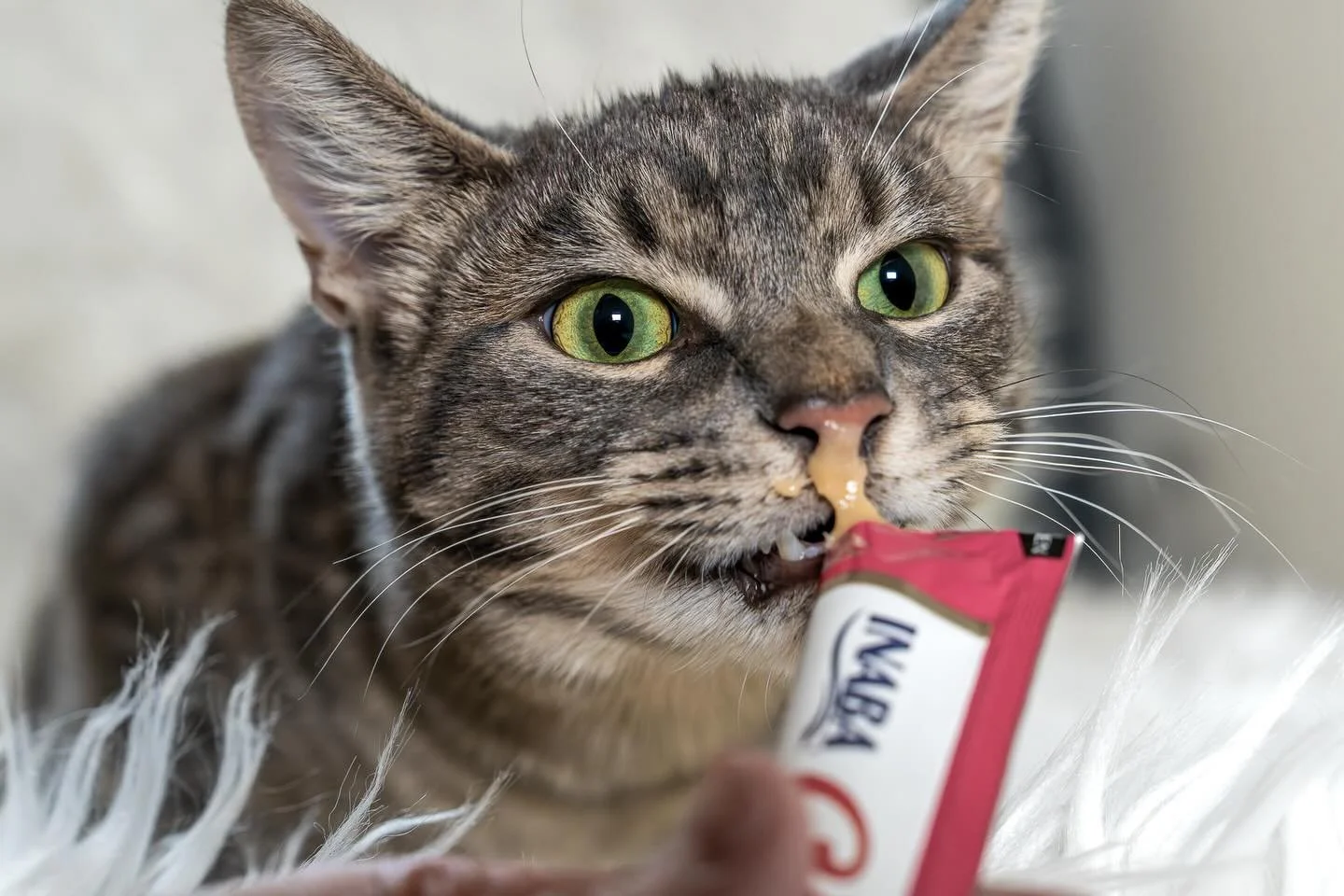 &ldquo;Am I doing this right?&rdquo;-Mr. Momo