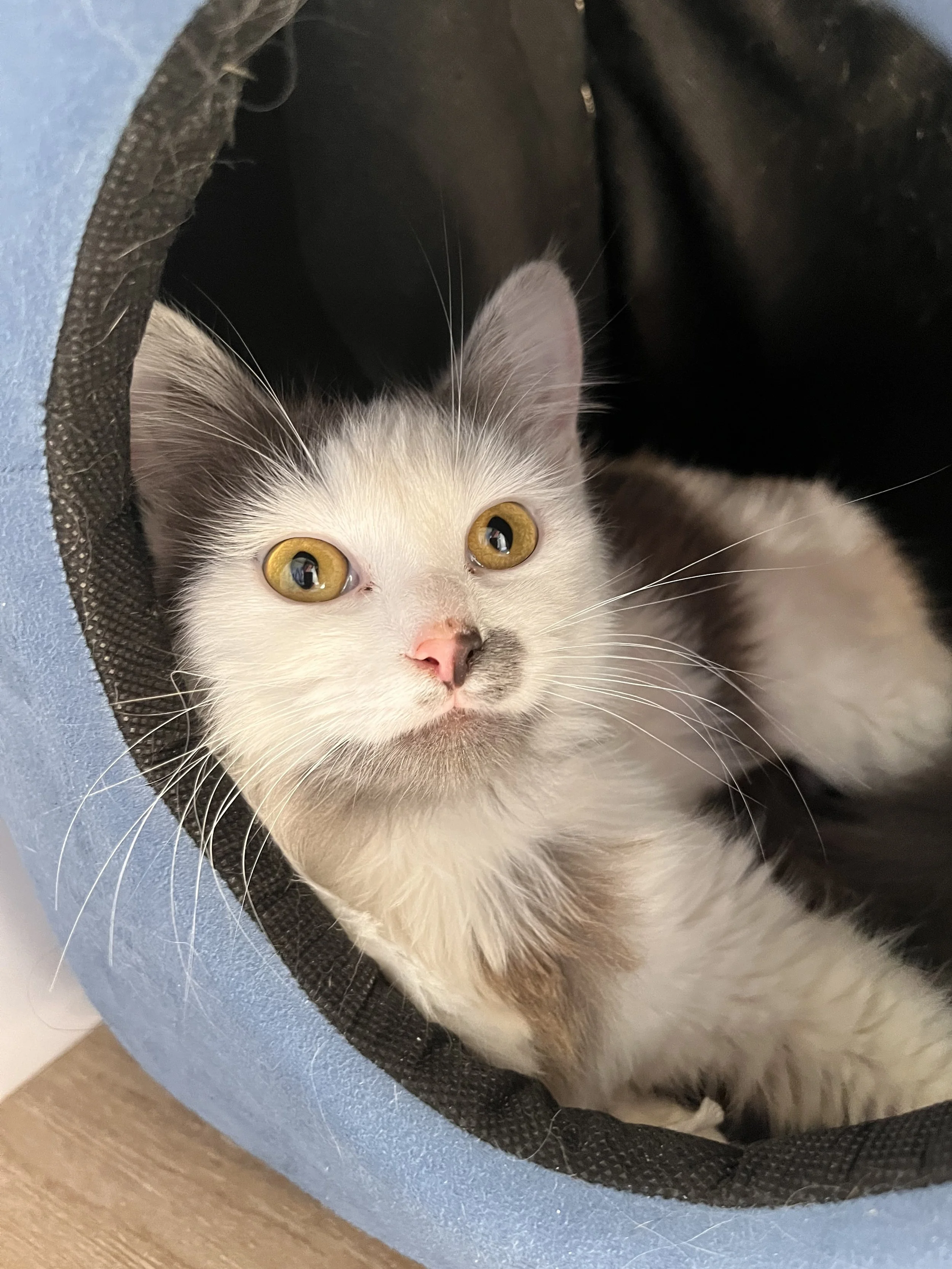 Foster Questionnaire — The Dancing Cat Adopt a cat in San Jose