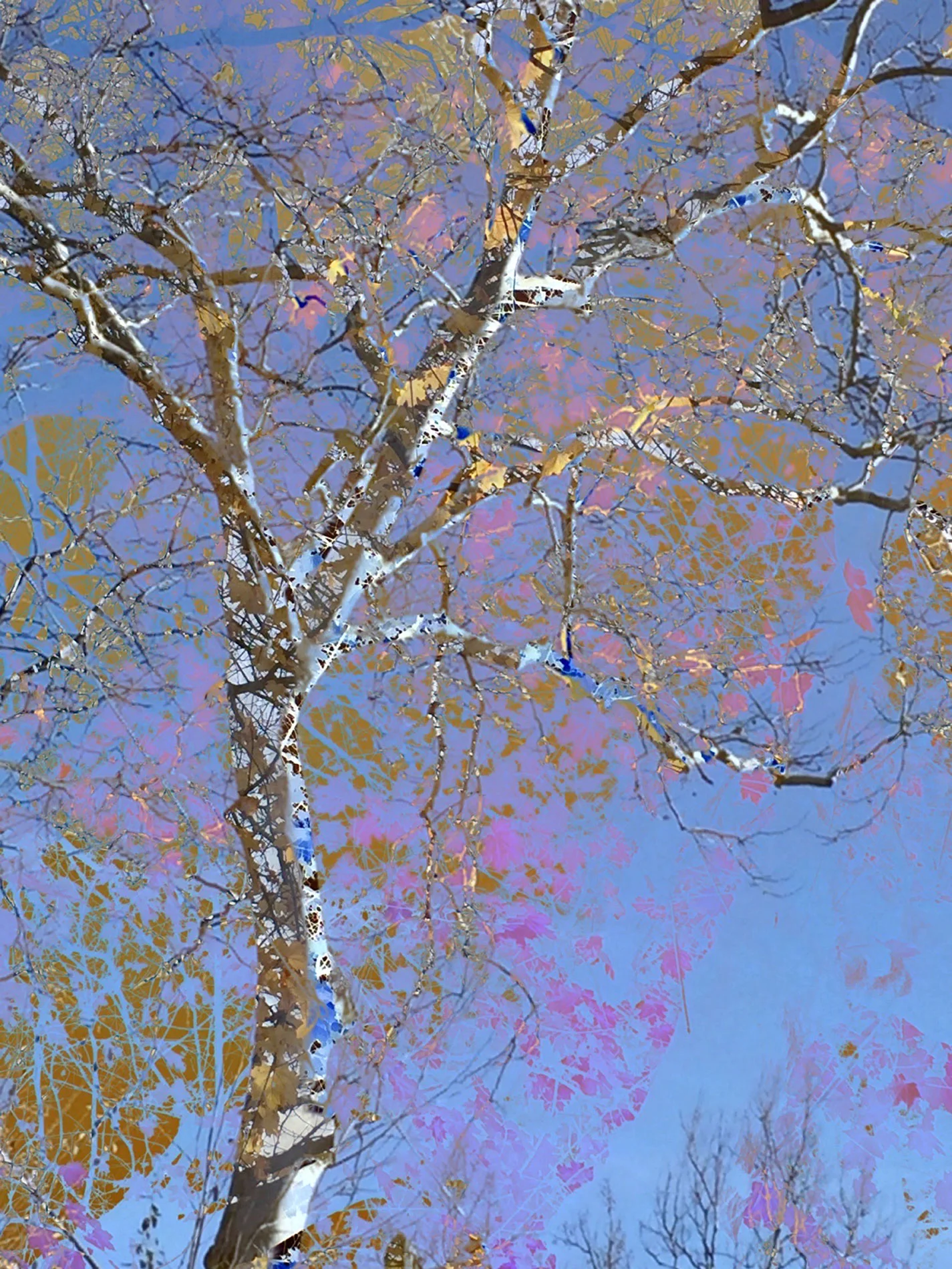 Sycamore in Blue
