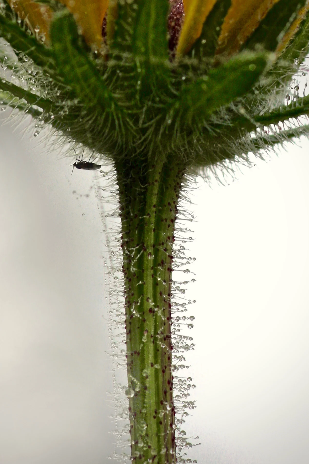 Jack and the Dew Stalk