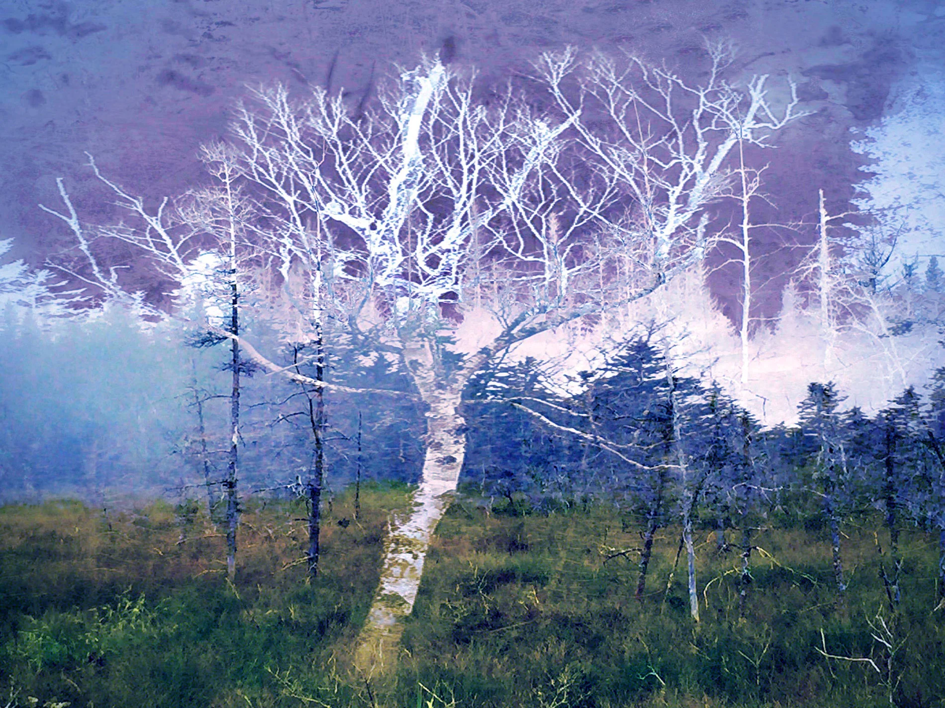Birch Overcast