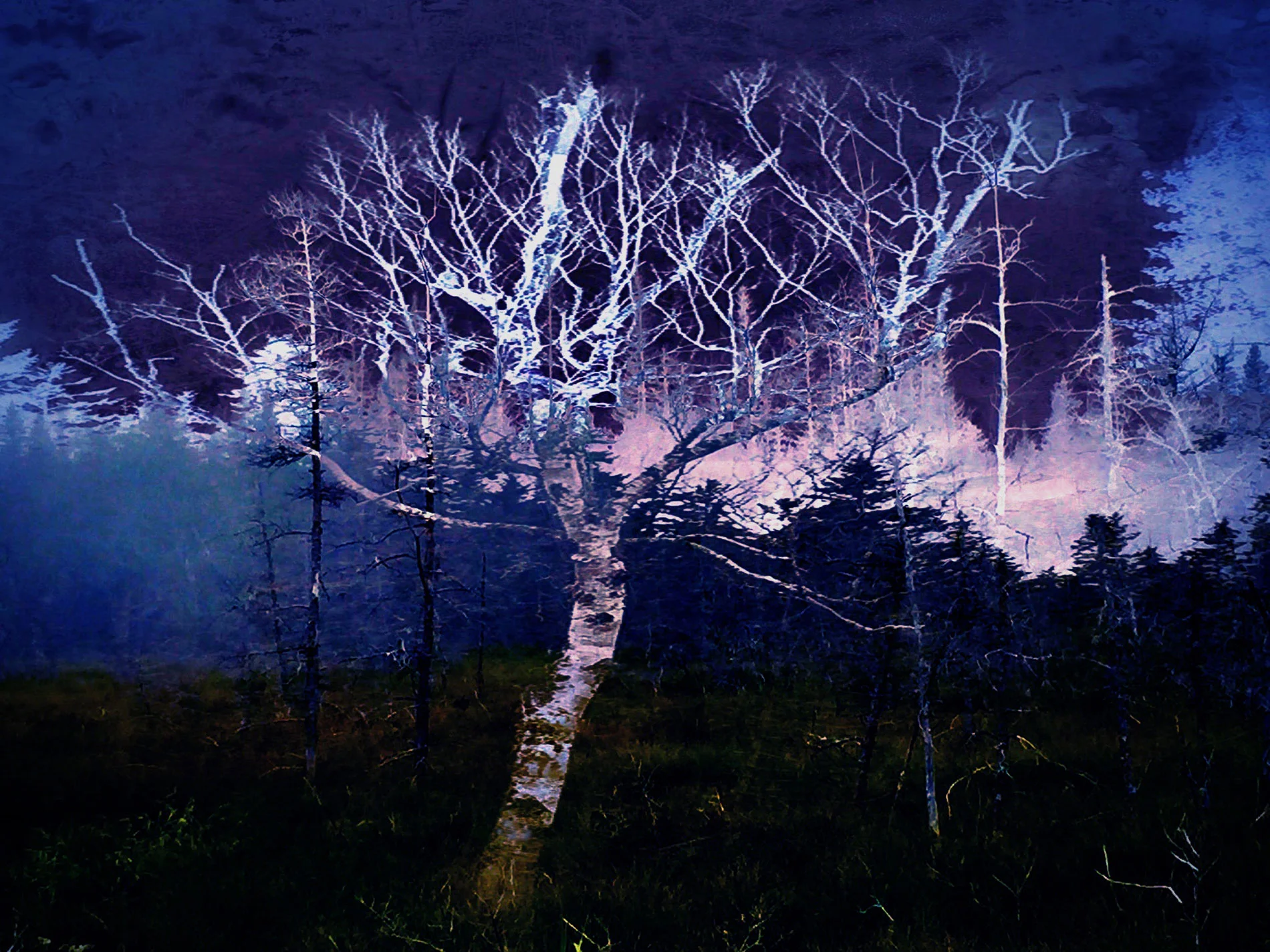 Birch in a Storm