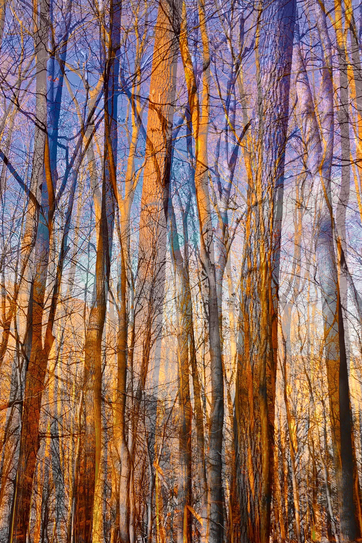 Golden Afternoon