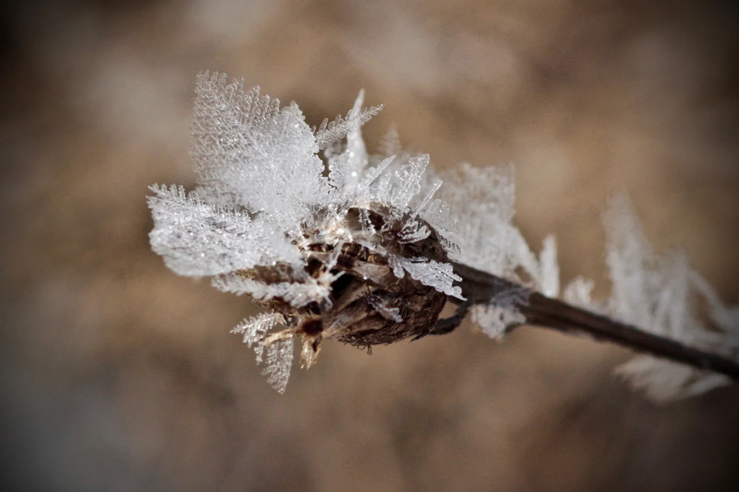 frosty seed pod 1500.jpg