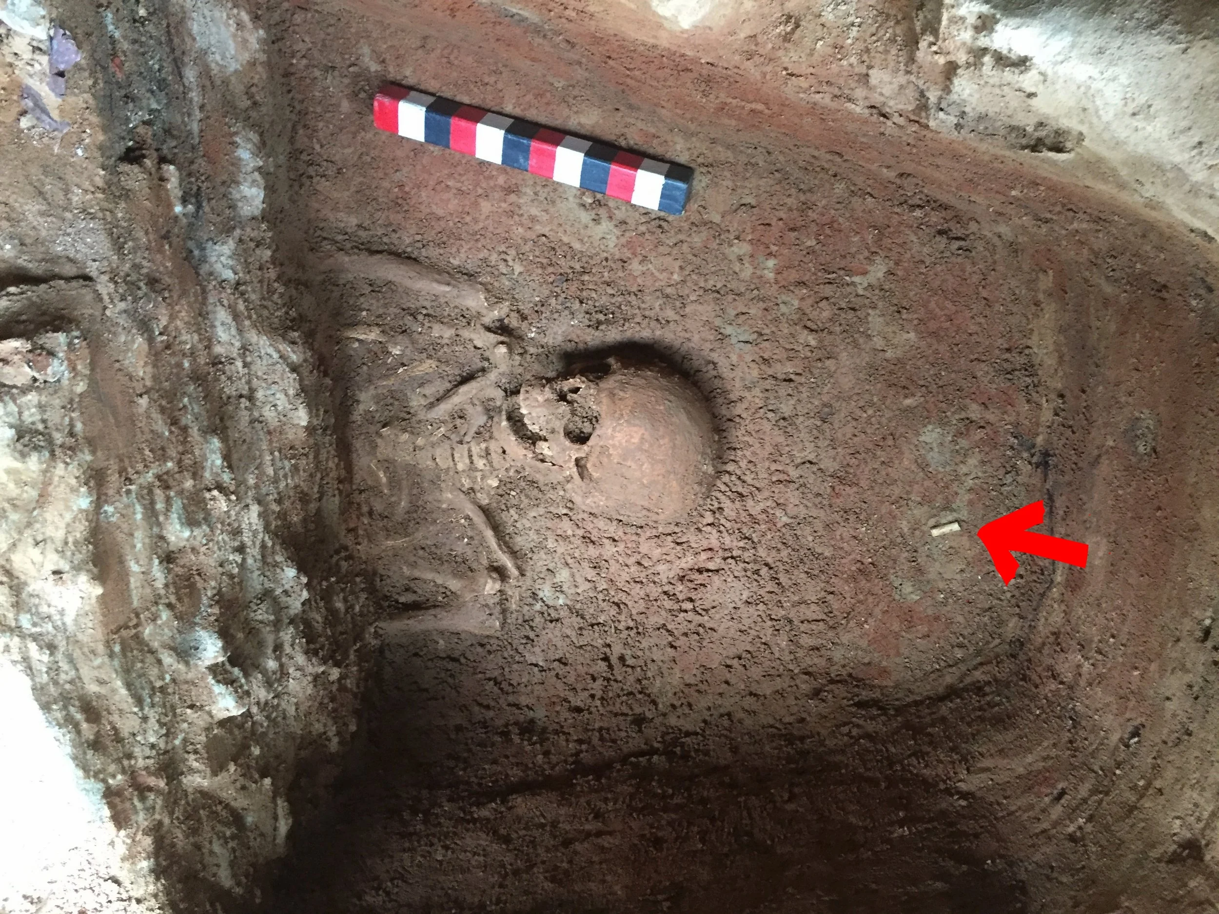 A view of the burial discovered during the project. The arrow points to a clay pipe stem, perhaps discarded by the grave digger.