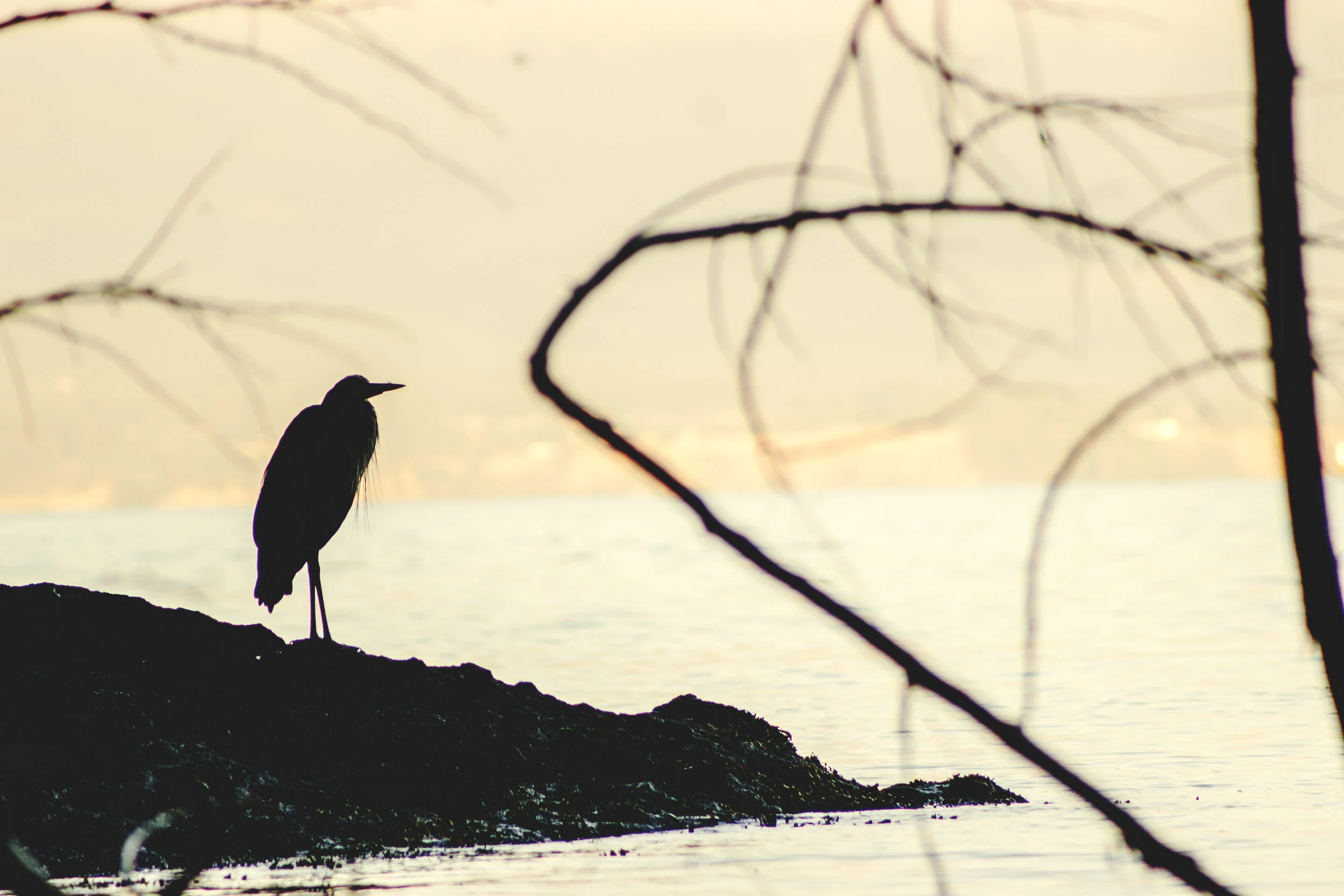 Salish Sea (Copy)