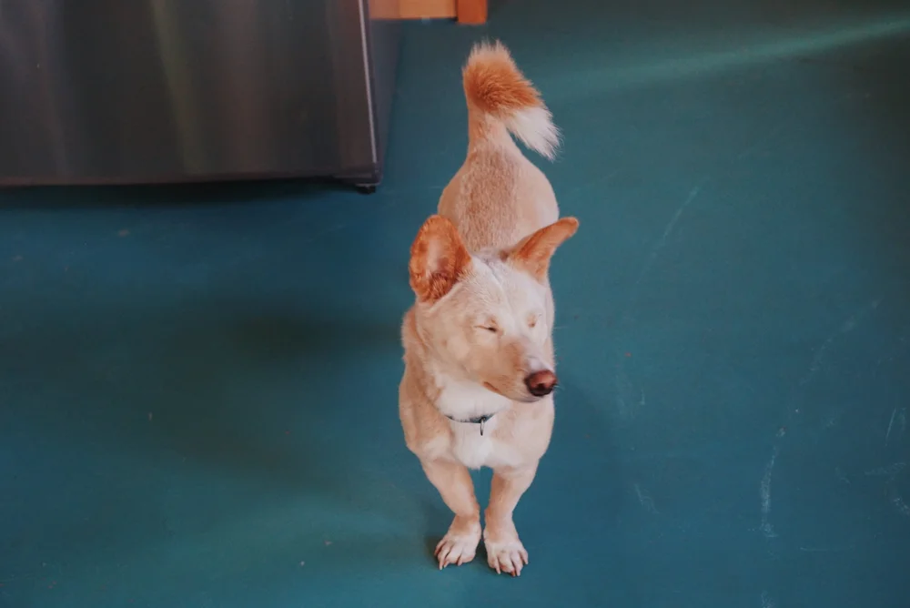 17950EBA-1C64-4F6F-AFA7-02047ED67DE0 2.JPG