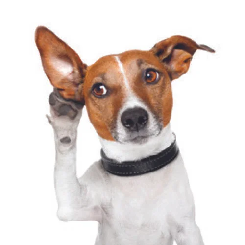 The Value of Getting Feedback