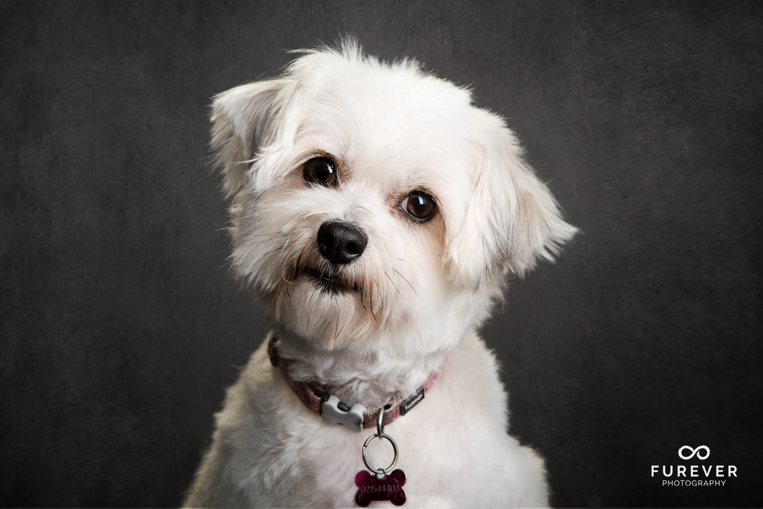 Dog_Portrait_Photographer_15.jpg