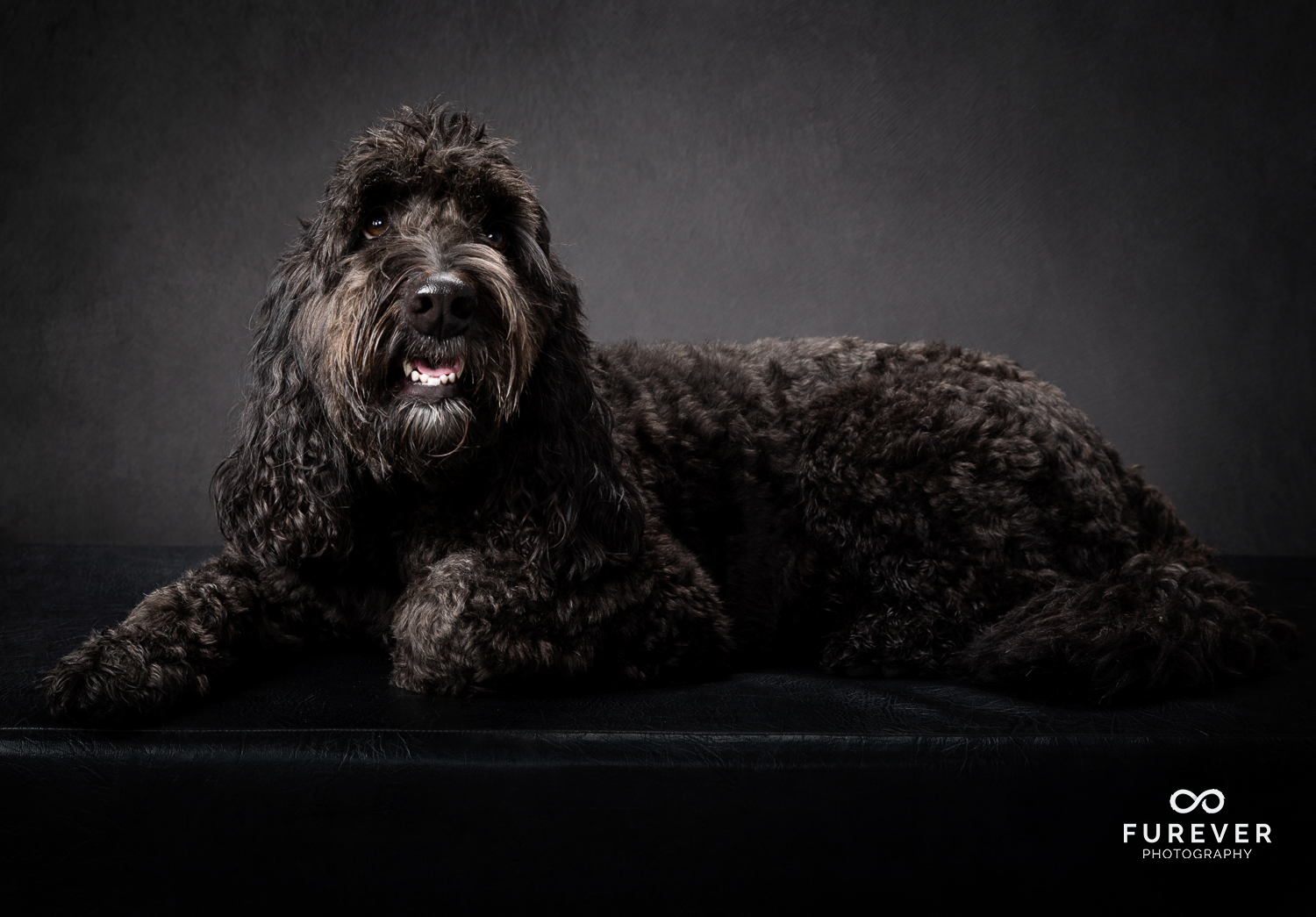 Dog_Portrait_Photographer_20.jpg