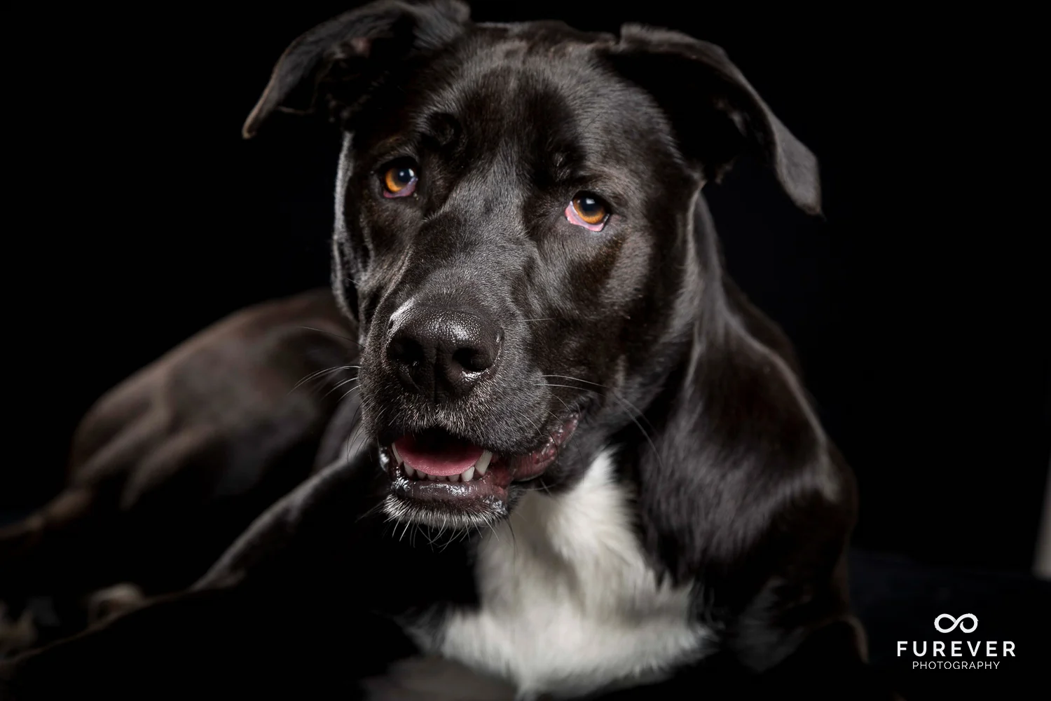 Dog_Portrait_Photographer_24.jpg