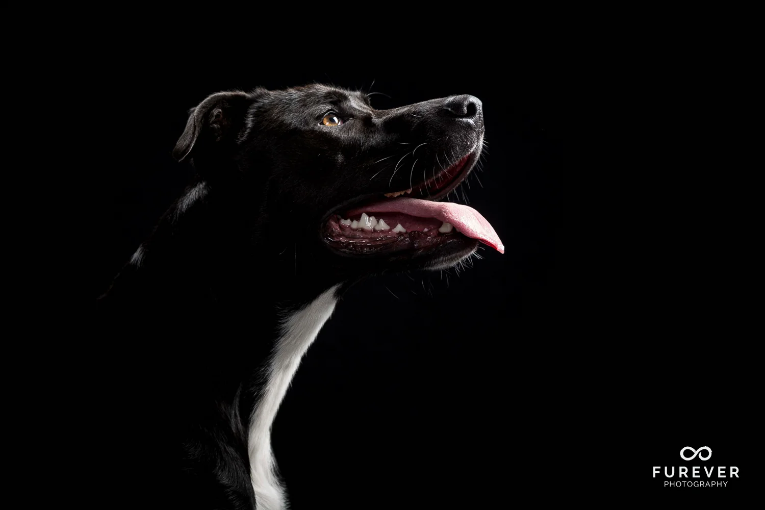 Dog_Portrait_Photographer_25.jpg