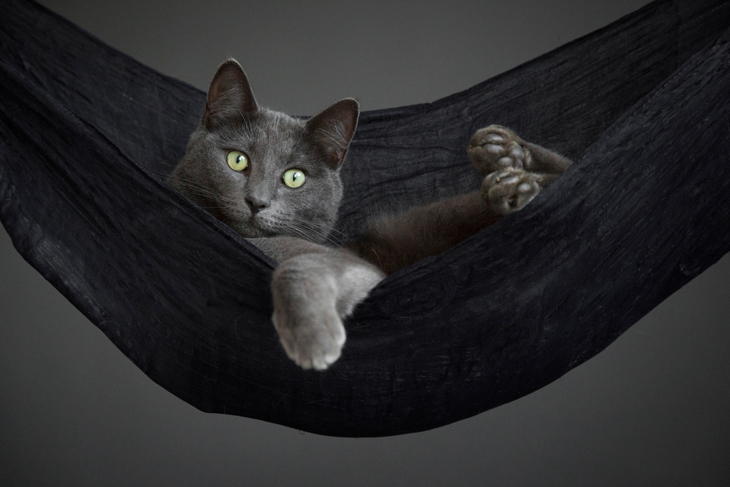 Cat Portrait Photographer 14.jpg