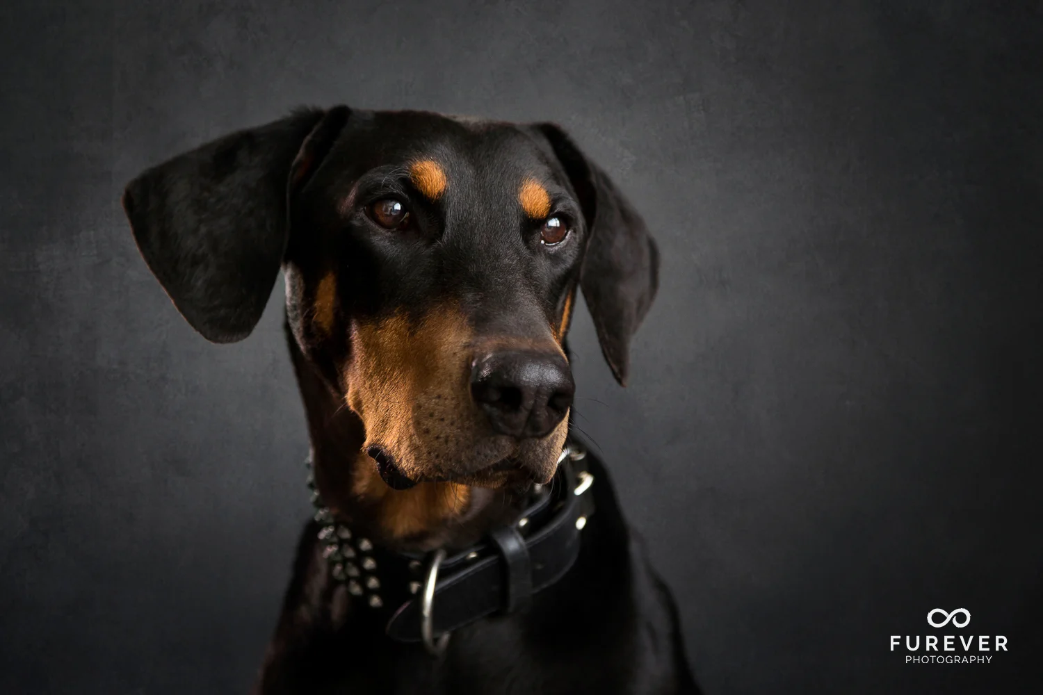 Dog_Portraits_Photographer_04.jpg