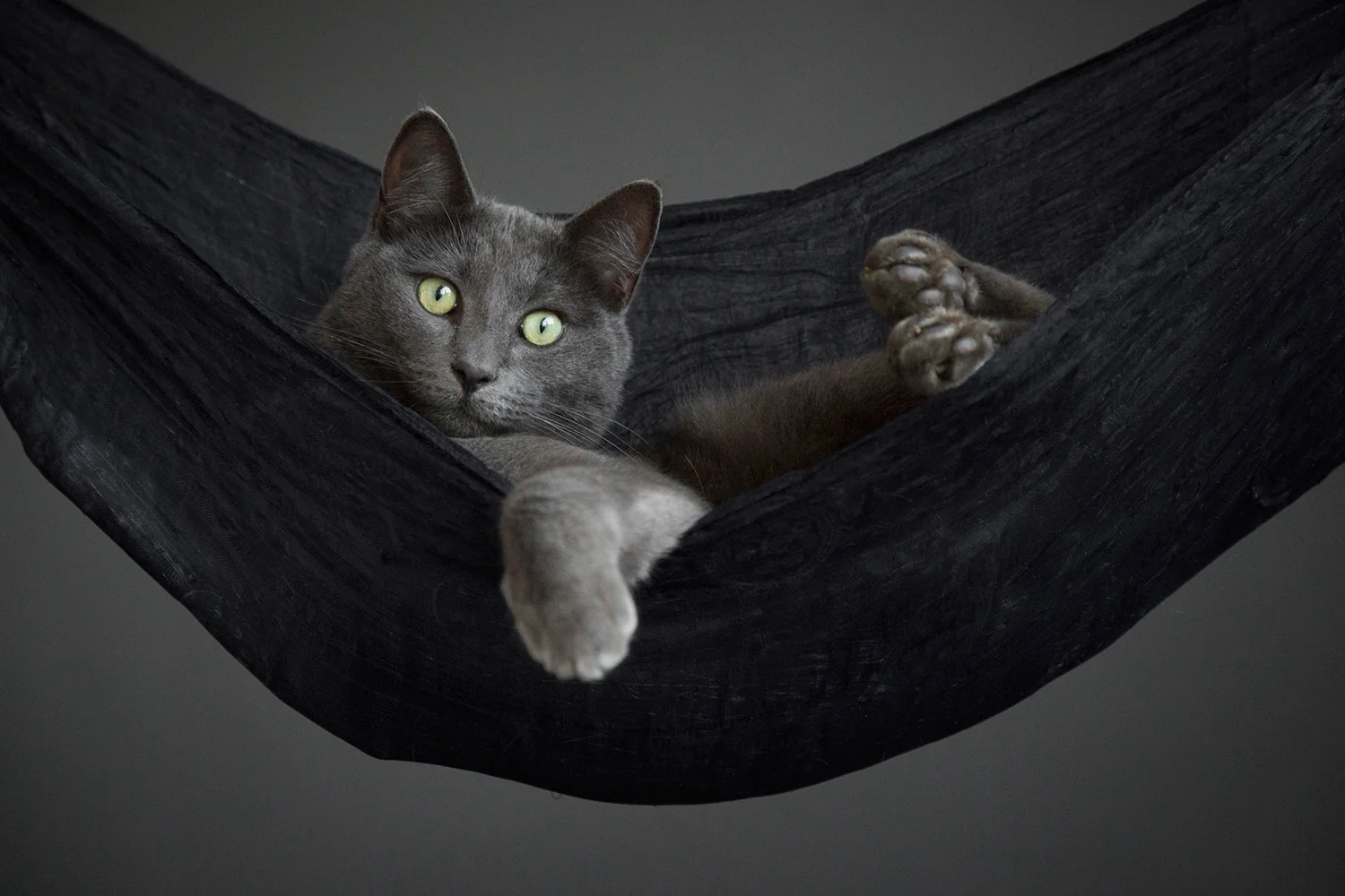 Cat Portrait Photographer 14.jpg