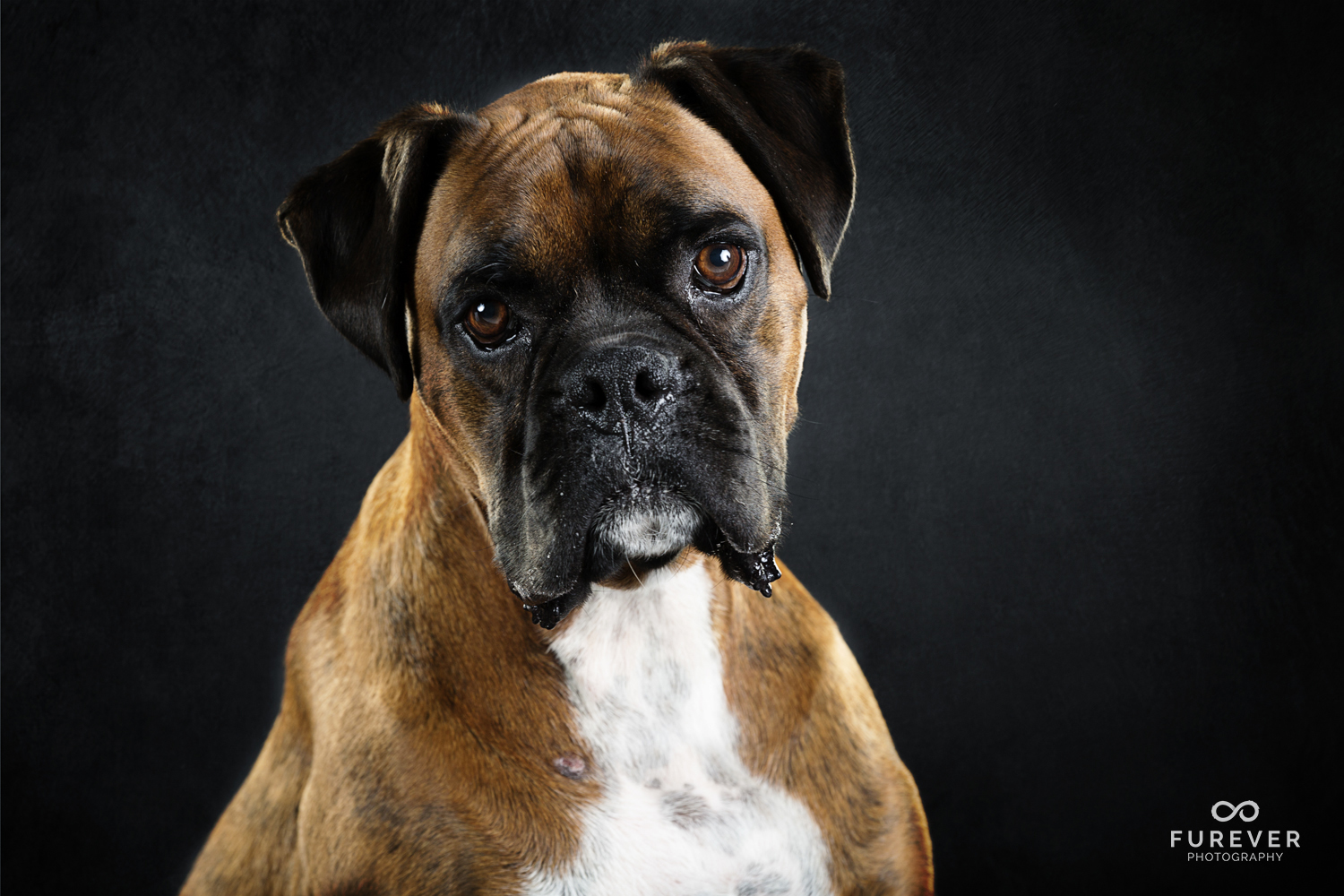 Dog_Photographer_Boxers_ (1 of 7).jpg