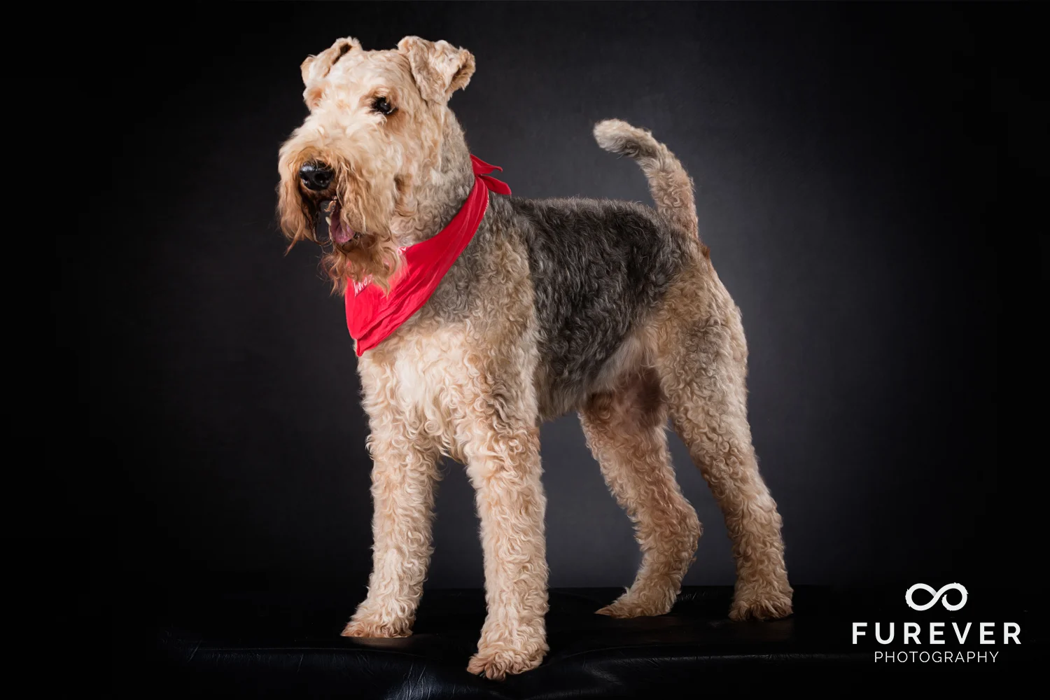 Dog_Photographer_Auckland_ Airedales - Rocky.jpg