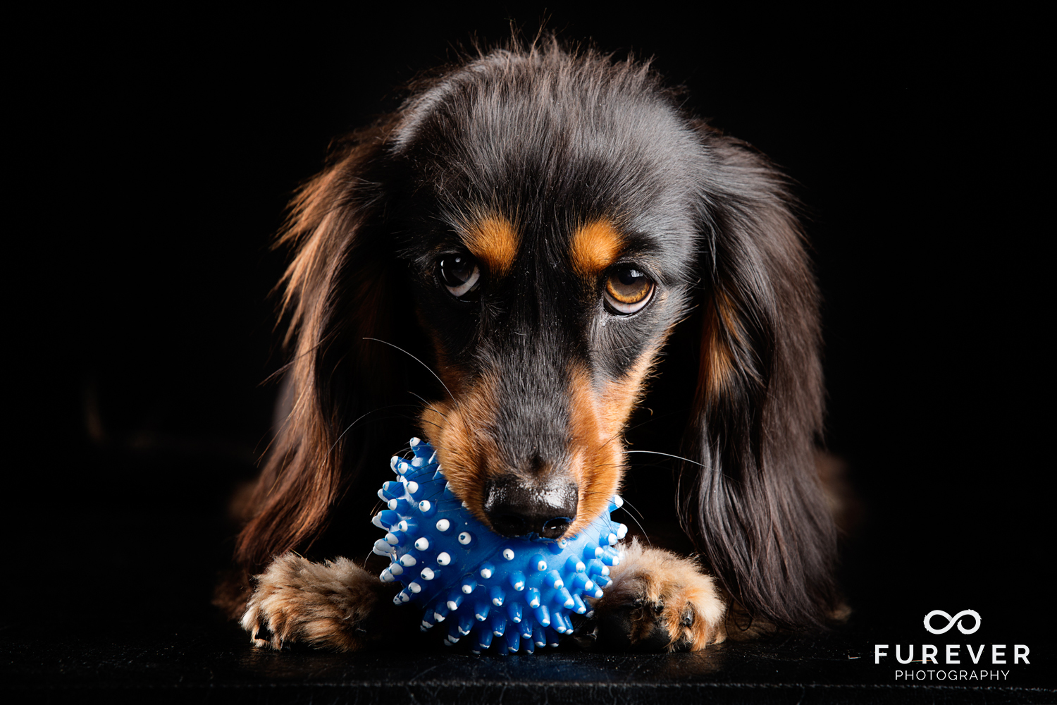 Dog_Photographer_Auckland_ Close_ Long haired miniature dachshund - Stanley Pritchard.jpg