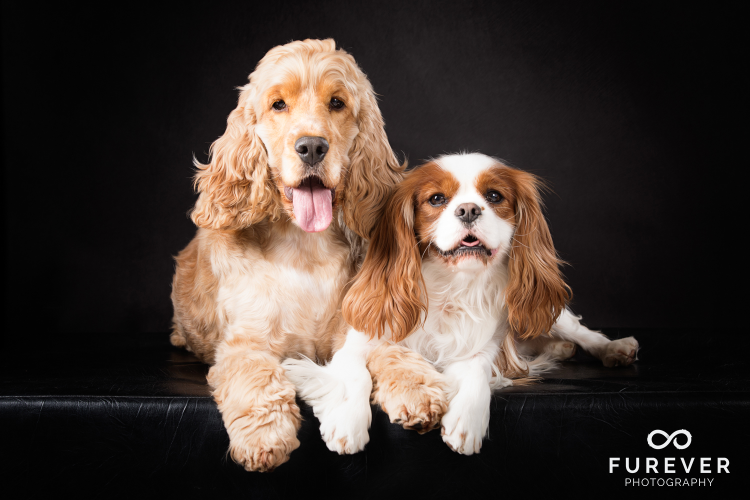 Dog_Photographer_Auckland_ King Charles Spaniel and Golden Cocker Spaniel - Dudley and Wilson.jpg
