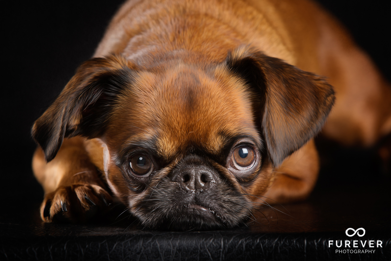 Dog_Photographer_Auckland_ Brussels Griffons - Blue 1.jpg