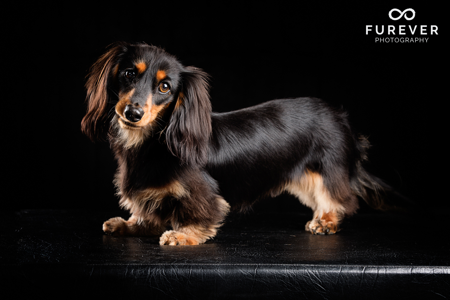 Dog_Photographer_Auckland_ Long haired miniature dachshund - Stanley Pritchard.jpg