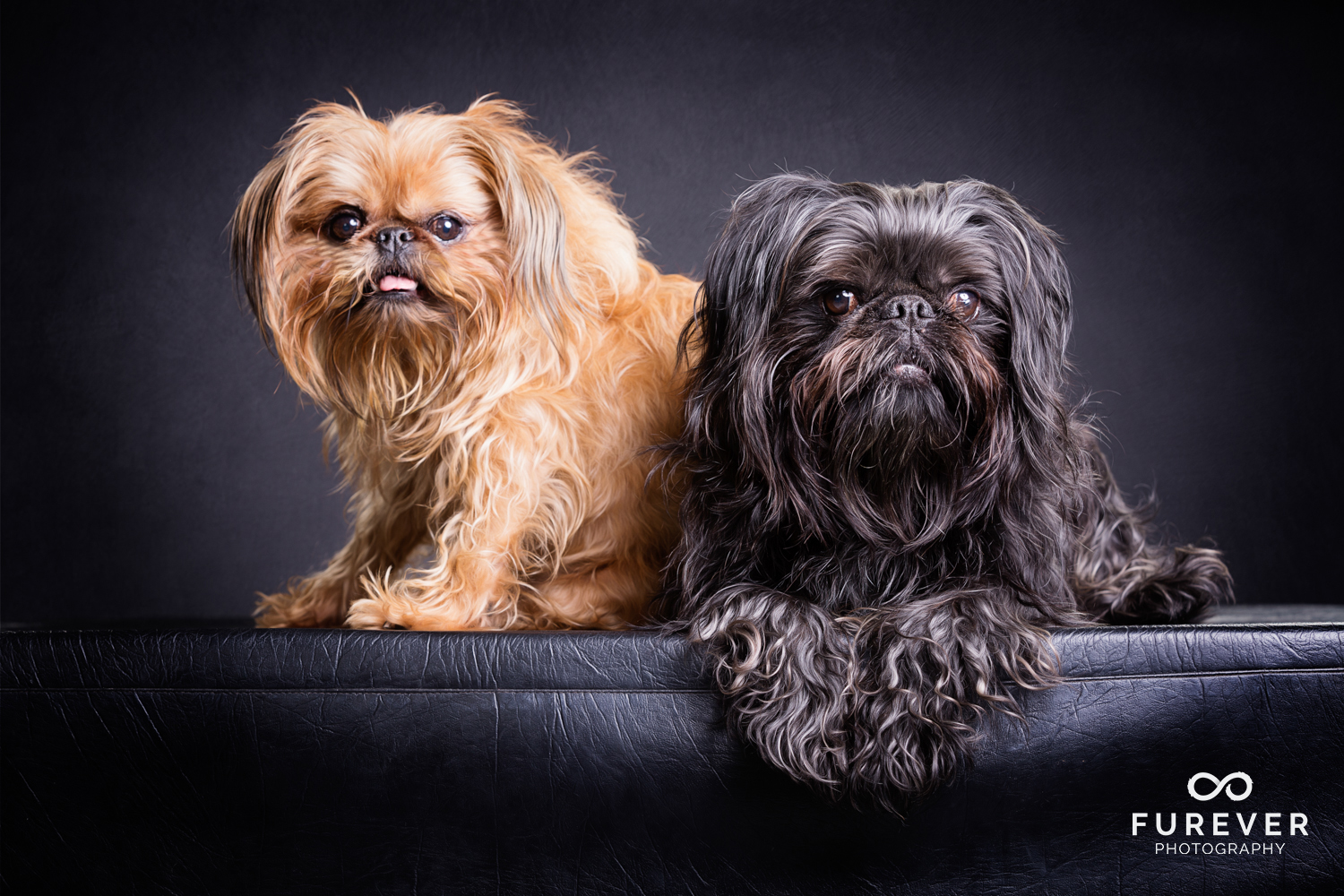 Dog_Photographer_Auckland_ Brussels Griffons -George & Digger.jpg