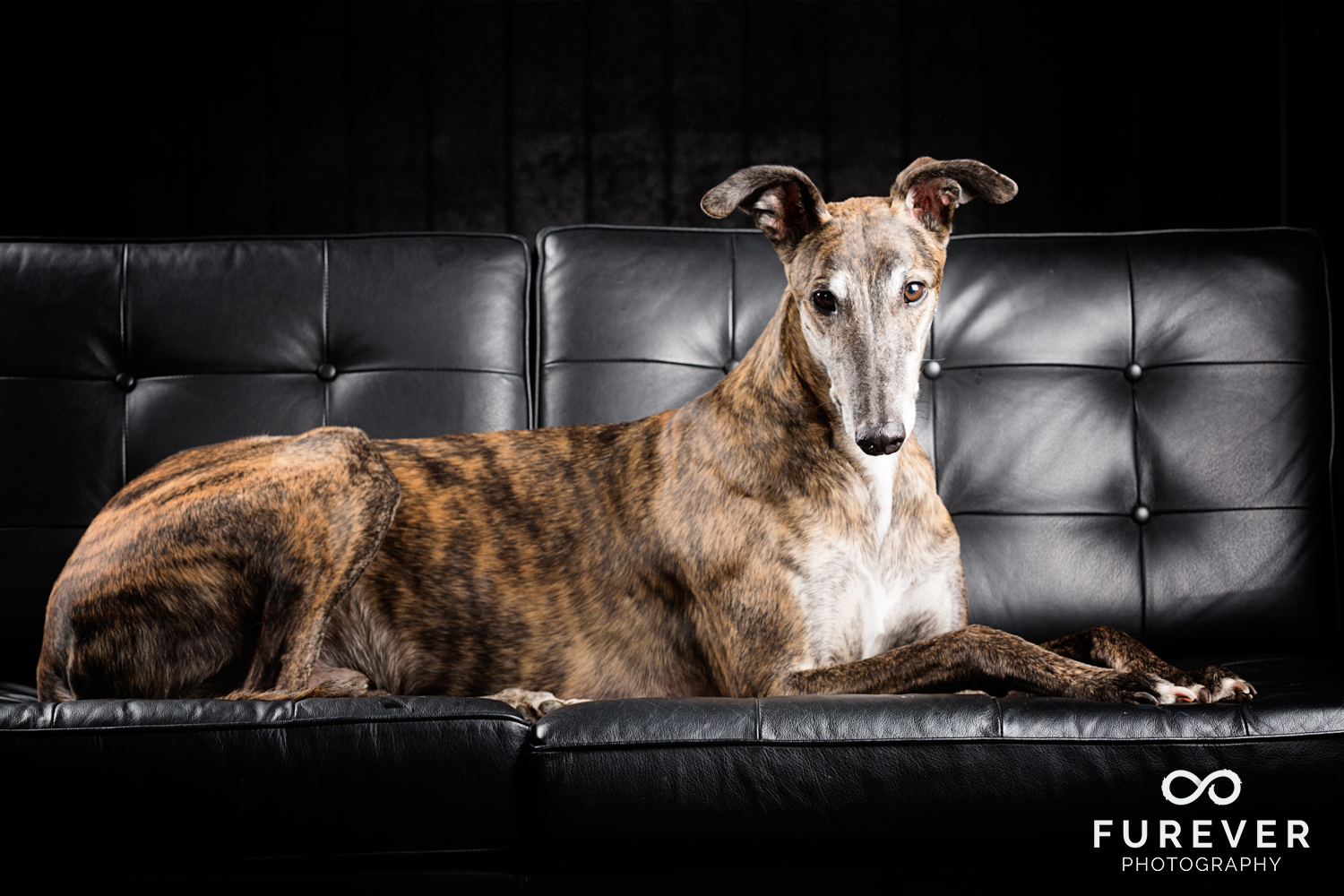 Dog_Photographer_Auckland_ Greyhound - Will.jpg