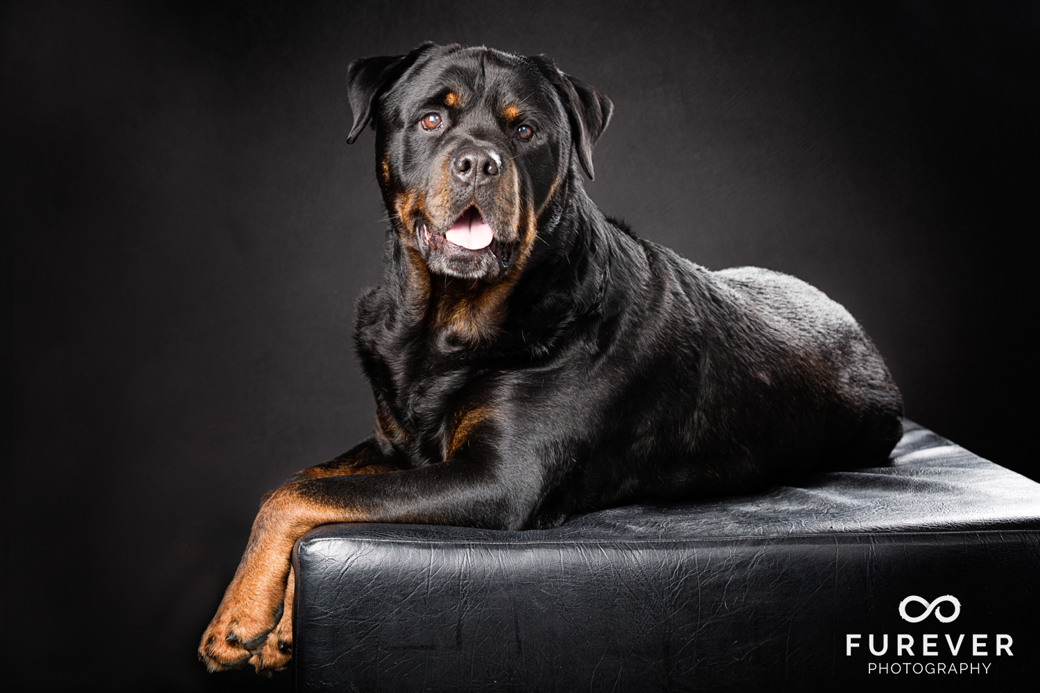 Dog_Photographer_Auckland_ Rottweiler - Zephyr.jpg