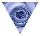 Daughters of Devotion small.jpg