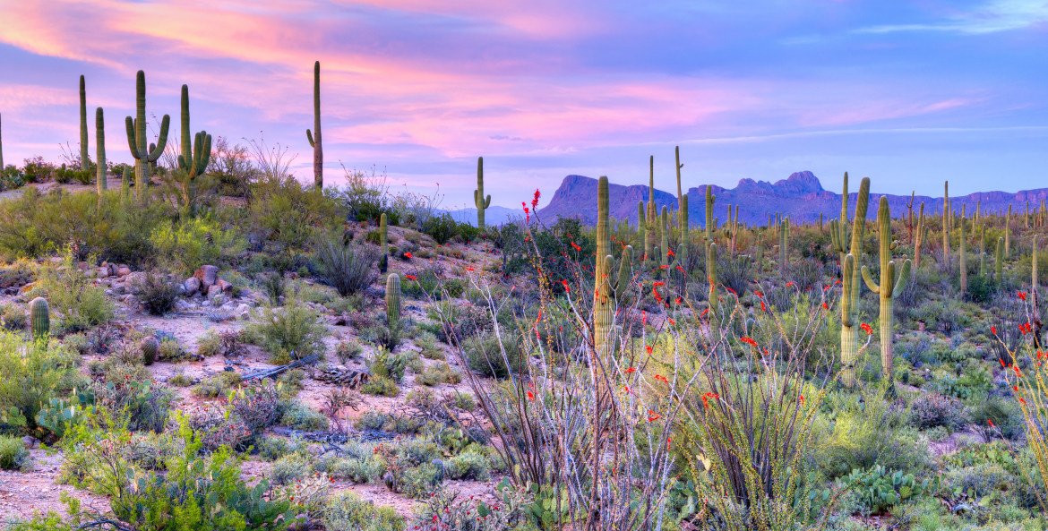 tucson-arizona-getaway-saguaro-national-park-via-magazine-shutterstock_275648756-1x2.jpg.jpg