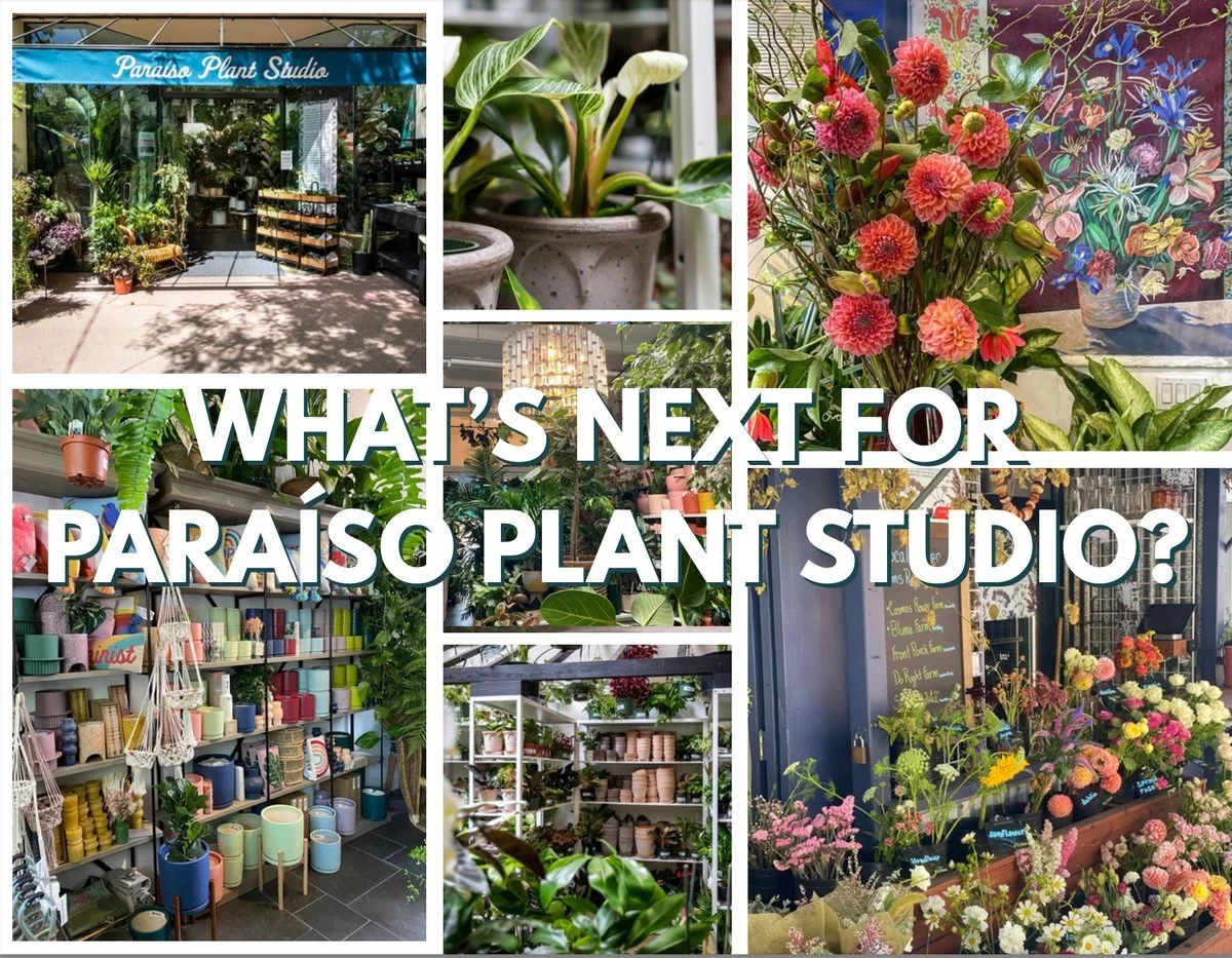 Exciting news from @paraisoplantstudio 🌿 They&rsquo;re expanding into a beautiful new space with triple the room for plants, workshops, and community. Big things are growing &mdash; stay tuned for ways to get involved.
things are growing &mdash; sta