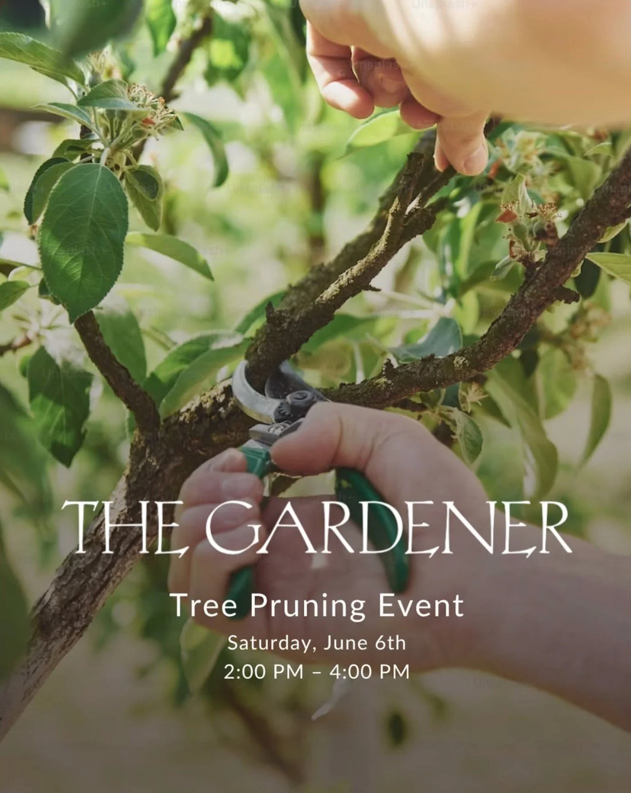 The Gardener &mdash; Tree Pruning Talk
Join The Gardener on Sat, 6/6 from 2pm&ndash;4pm as expert tree pruner Joseph Gaglione shares insights on the aesthetics and poetics of pruning in anticipation of the summer pruning season.

#fourthstreetberkele