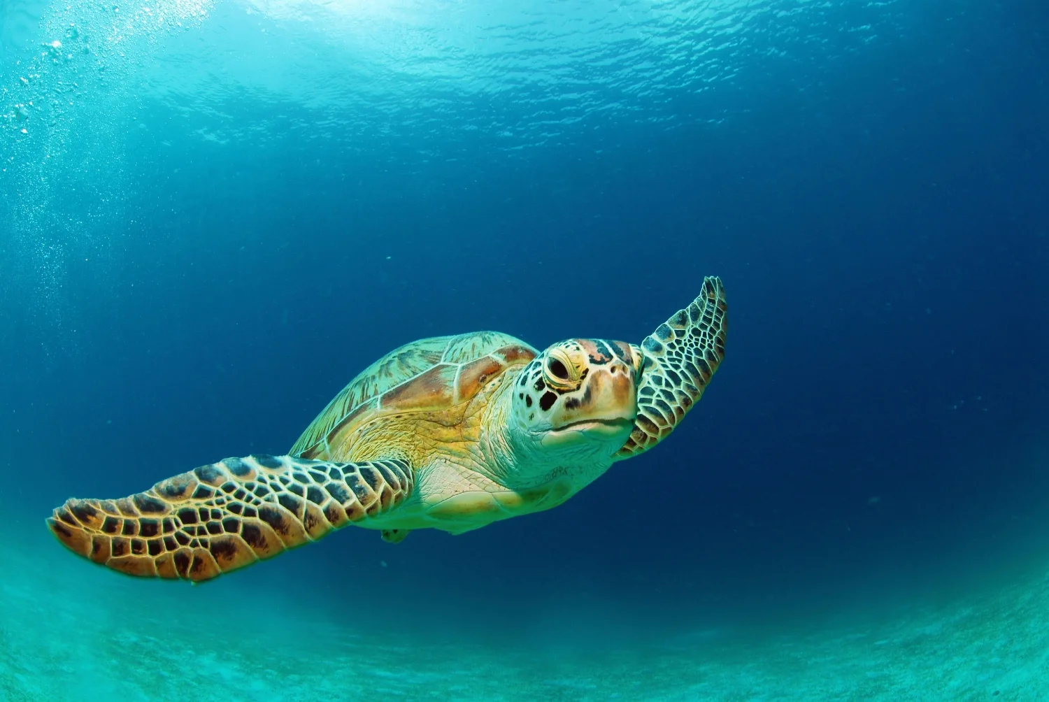 sea-turtle.jpg