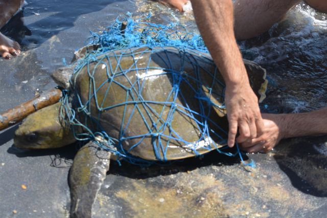 We hope to work with universities or sea life centres to support the study of the turtles, and their possible rehabilitation back to the sea. Tragically, some turtles have lost 4 limbs, as they were not rescued before the nets did irreparable harm. Support Milan's tireless work through paying vet bills, or supporting studies for the turtles return to the sea.