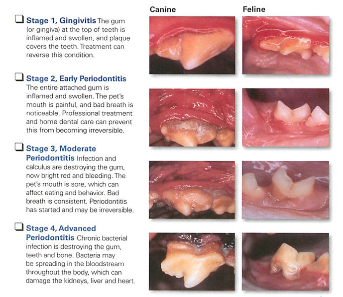 sidde eksperimentel Optimal Dental Disease — Vienna Veterinary Clinic