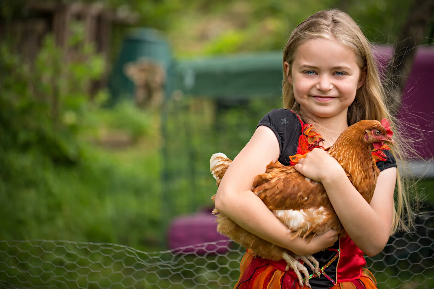 TABBY_HEN_04.jpg