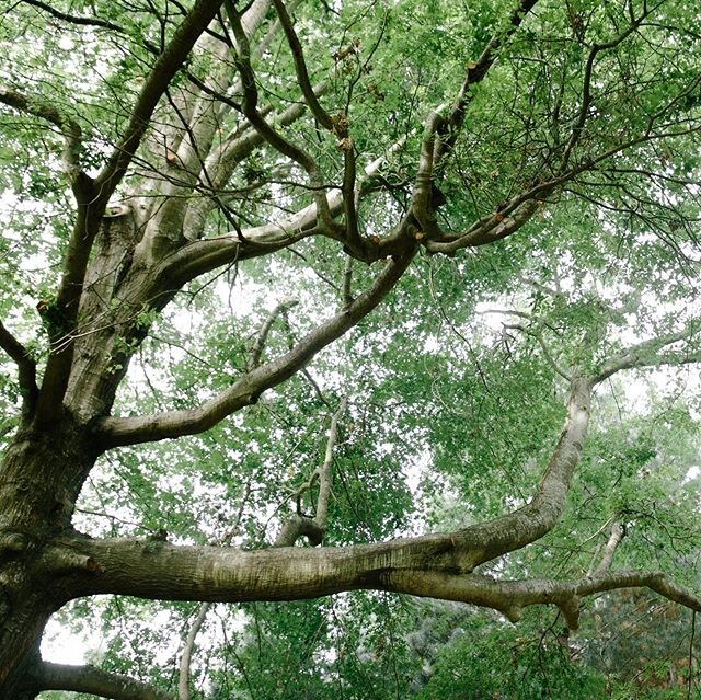 Amongst our majestic old oak trees, whisper secrets of former days. Of skirts and trousers of lovers and foes. Of children&rsquo;s laughter and the rustle of birds nesting sheltered from the wind. Of secrets told, and whispers shared, of families tha