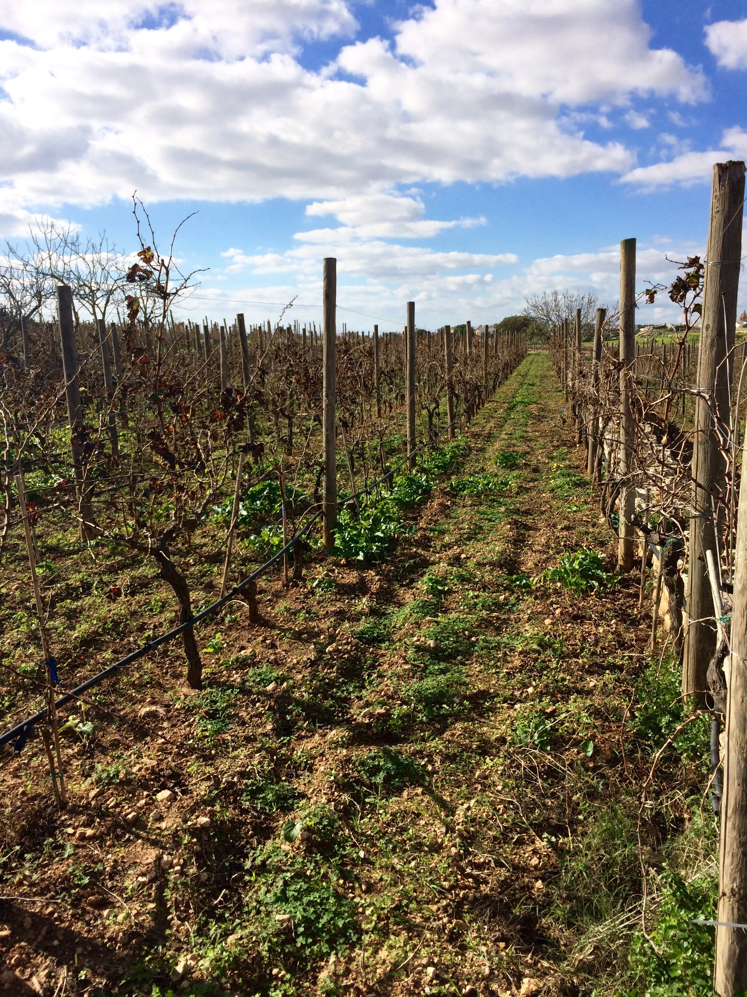  EU Funds for Farmers and Rural Localities in Malta & Gozo