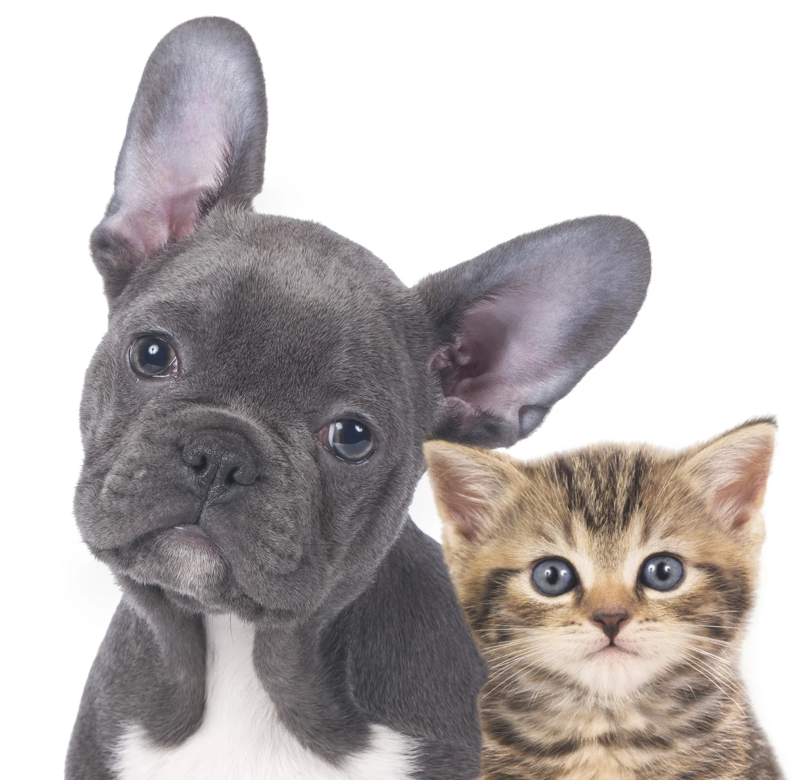 iStock_000061657550_Large.jpg