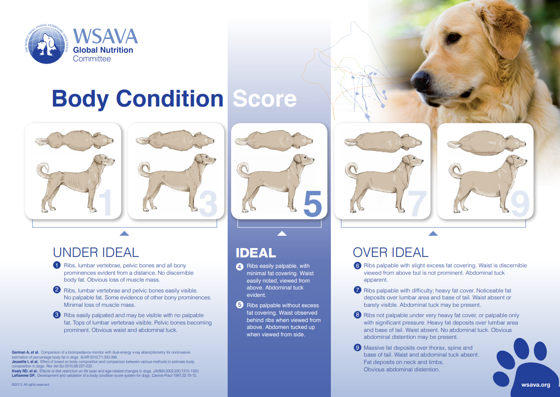 Body Condition Score (BCS) — Rayne Canada