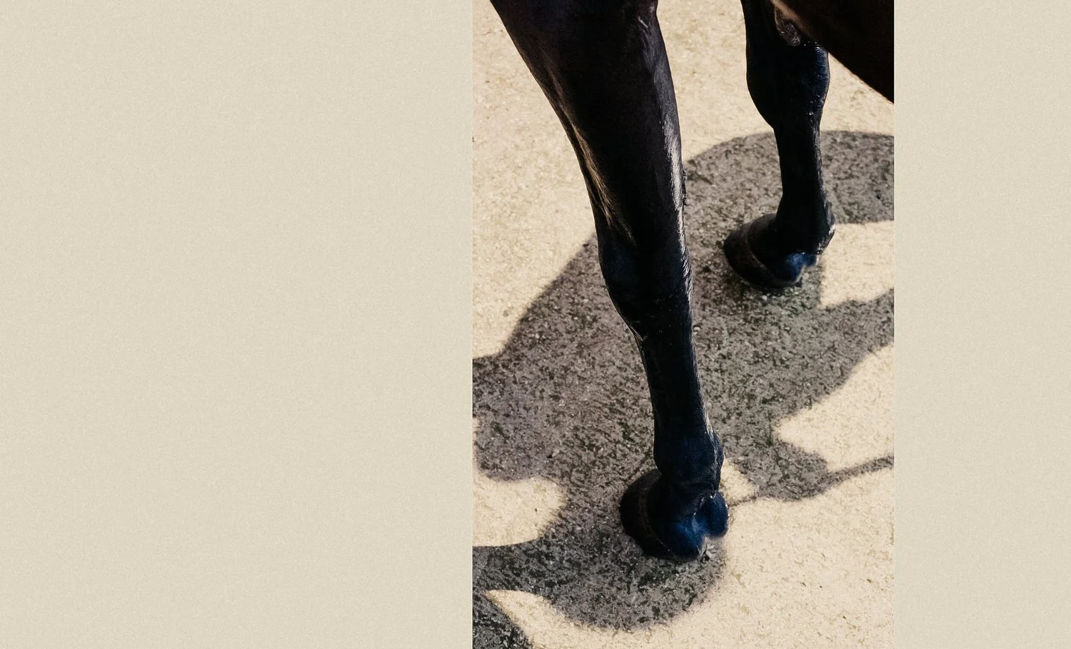 tryoutwebsite+horse2.jpg