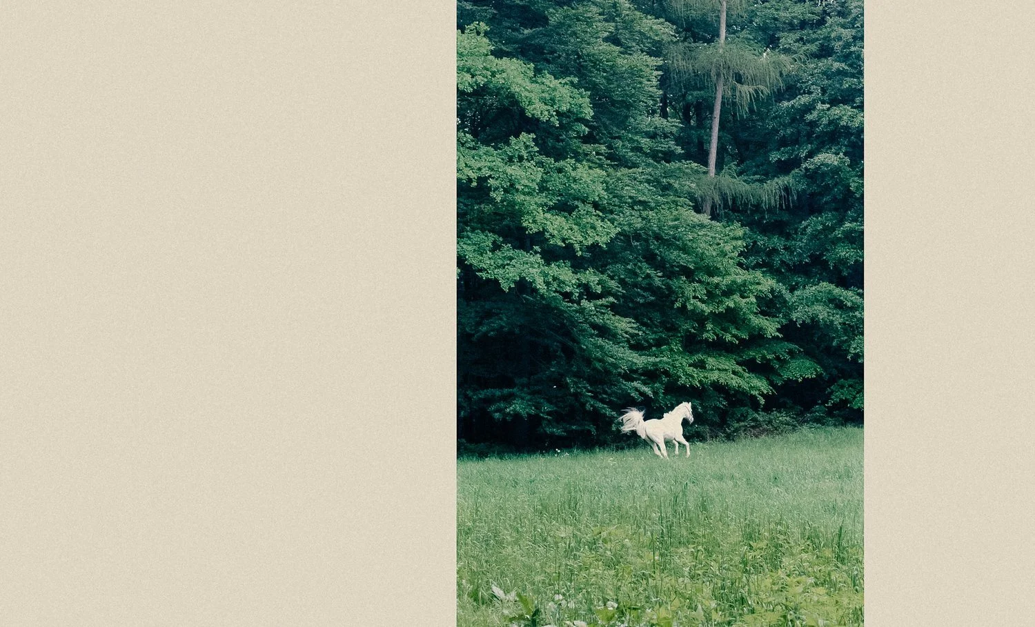 tryoutwebsite+horse2225.jpg
