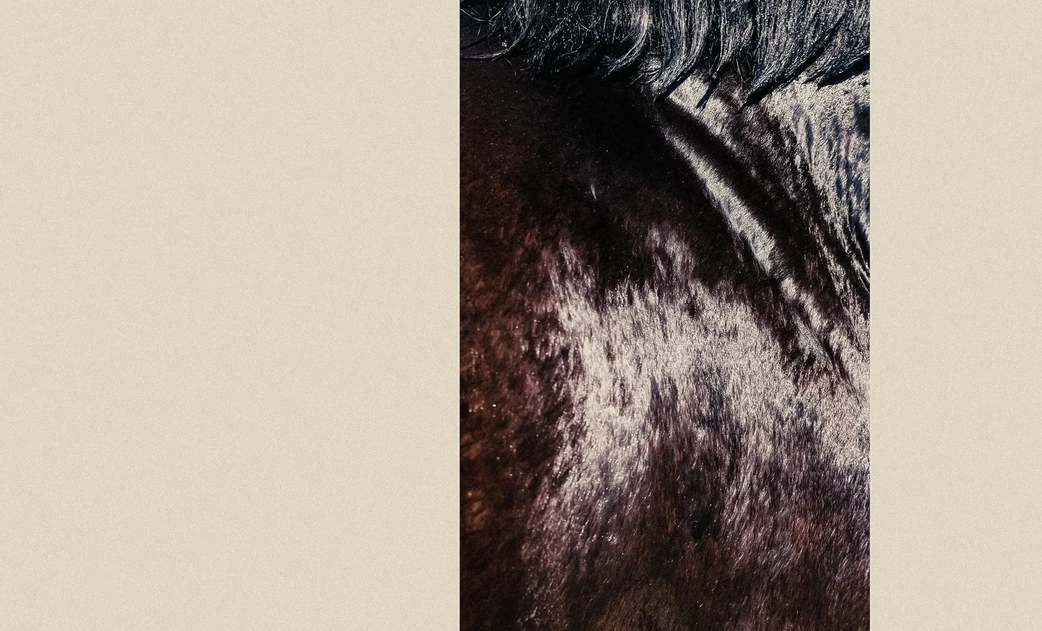 tryoutwebsite+horse2227.jpg